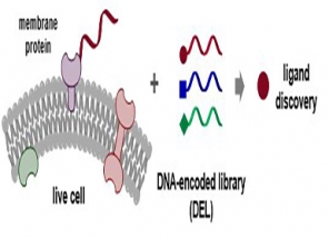 Chemists and collaborators develop a new drug discovery strategy for 